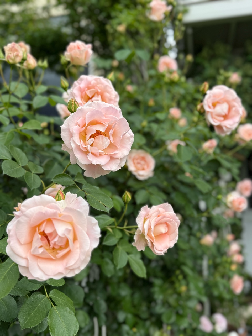 ロココが一気に咲いた！！｜ジプシーボーイ綺麗なボルドーに変化した