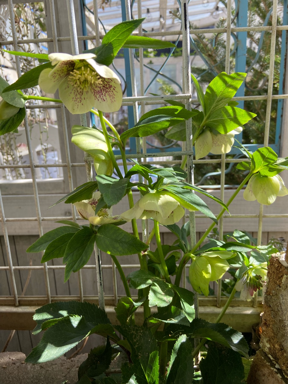 開花を諦めていたクリスマスローズの株に小さく可愛い花が咲き 開花を諦めていたクリスマスローズの株に小さく可愛い花が咲き