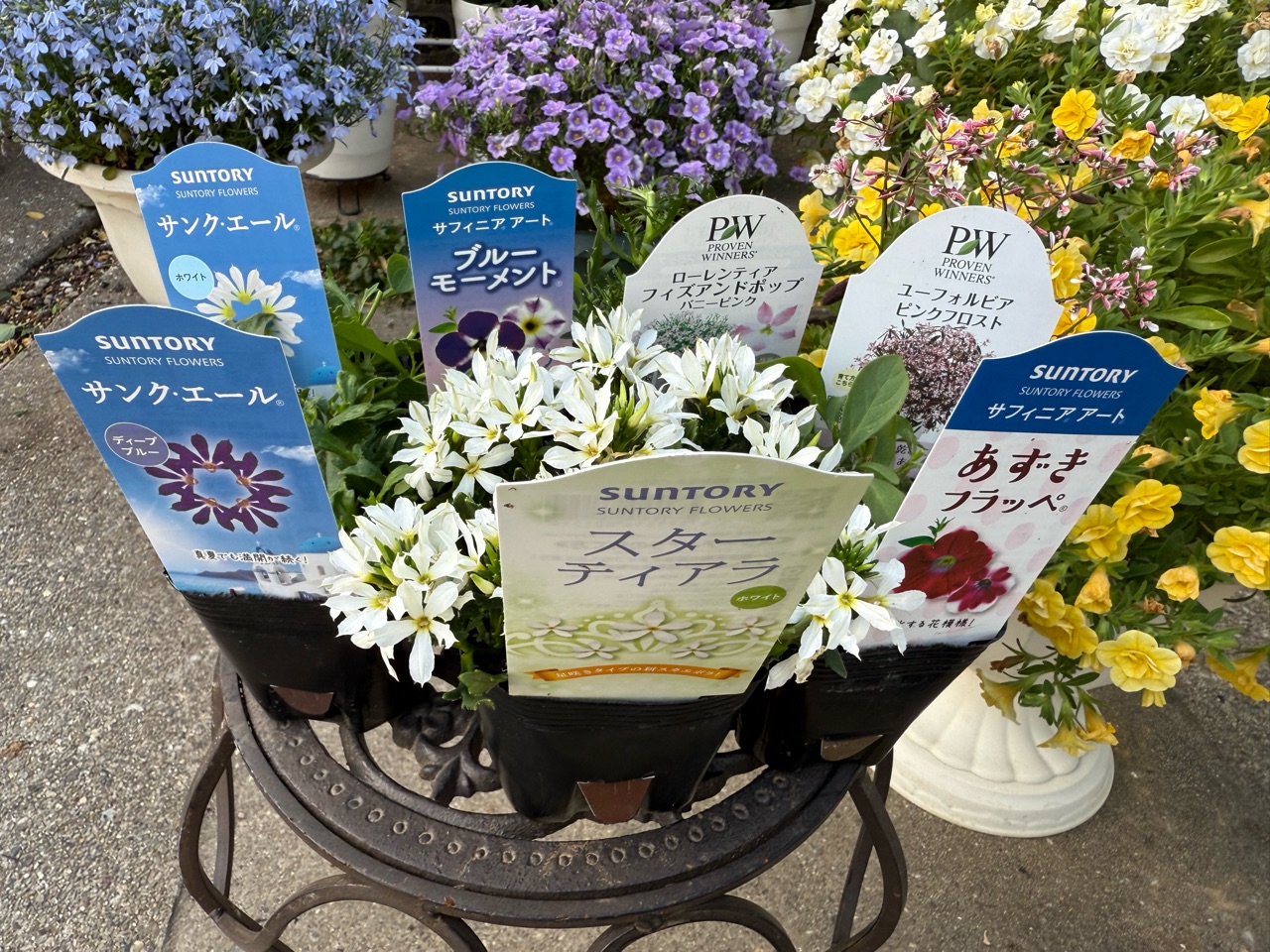 庭をサッパリさせました｜夜かおる夜香木 : のばらのガーデニング