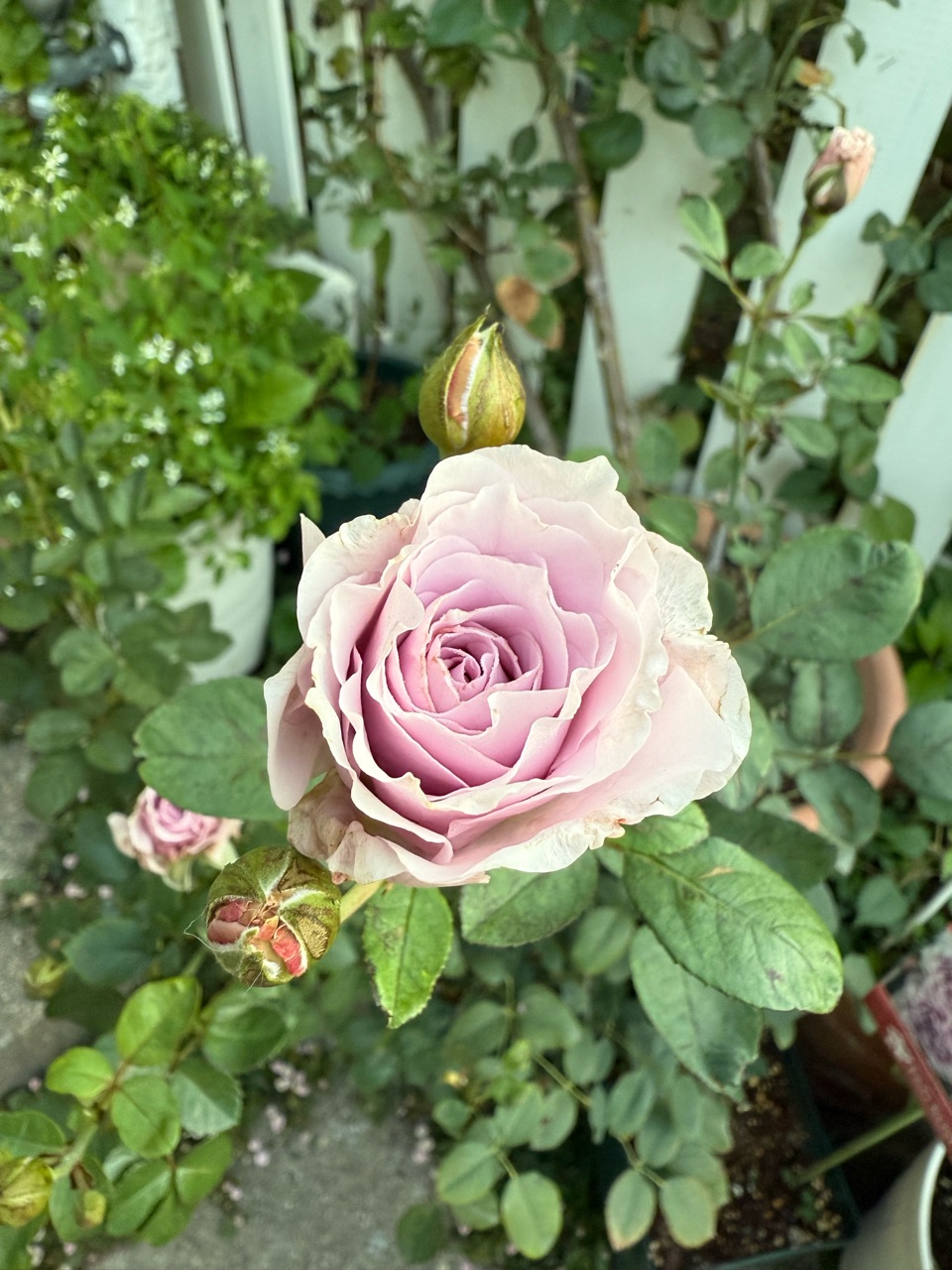 Rosa Orientis ルクソール 大苗 苗 バラ苗 バラ大苗 ルクソール 7号