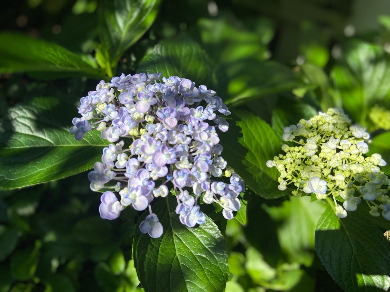 真っ赤なアナベルミニルビー＆小庭の紫陽花ラインナップ : のばらの