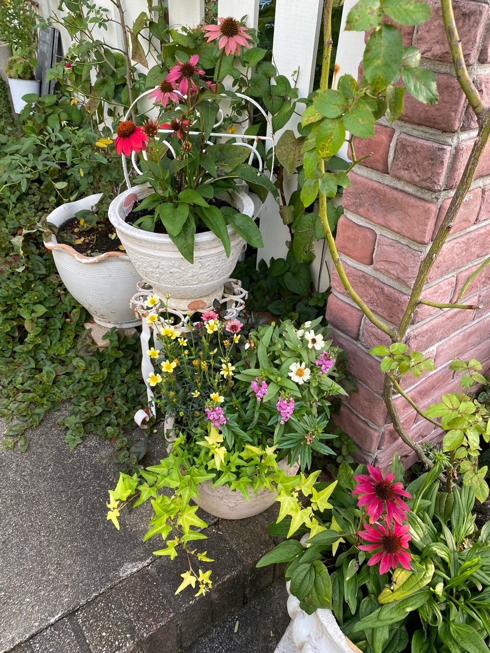 夏の花 秋の花まだまだ綺麗に咲いています のばらのガーデニングブログ Hana And Rose Garden Powered By ライブドアブログ