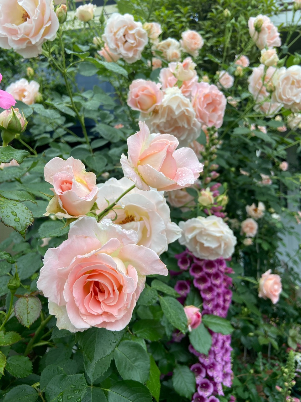 薔薇のかご 楽天市場】バラ苗【中苗】さくらこ 国産苗 6号鉢植え品［契約