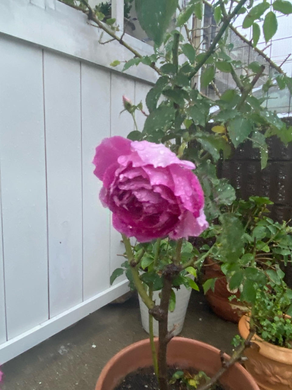 秋バラ雨にも負けず風にも負けず 兄弟揃って のばらのガーデニングブログ Hana And Rose Garden Powered By ライブドアブログ