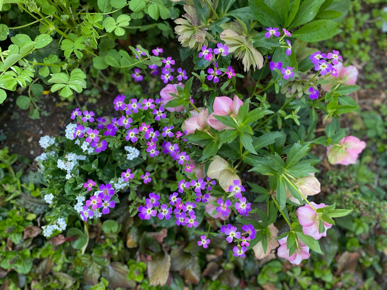 スモークツリーの綺麗な葉と紫陽花の目覚め｜3回目ワクチン発熱 : の