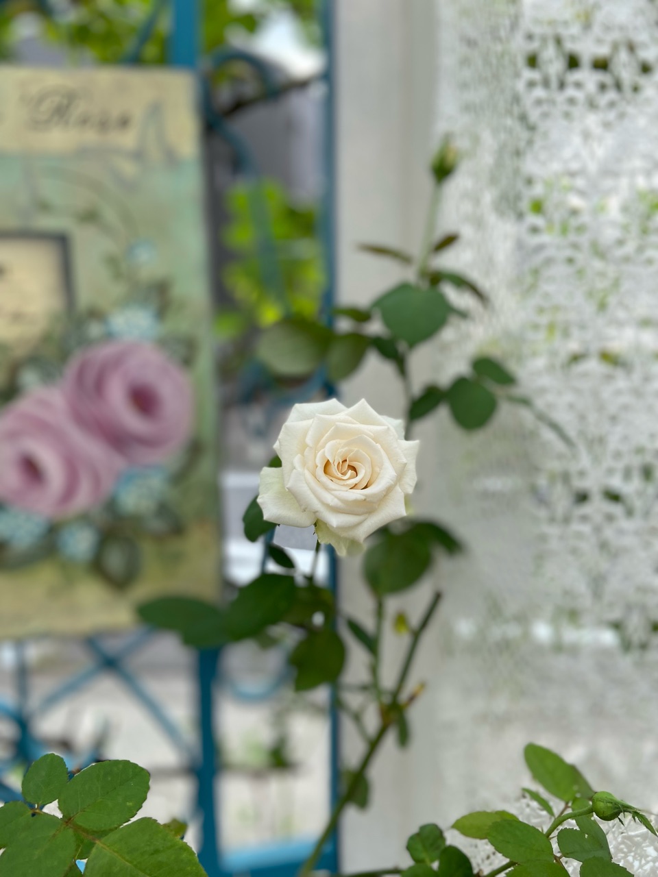 デザート【挿し木】秋のバラの香りと美しさ｜三角地帯をオシャレにする