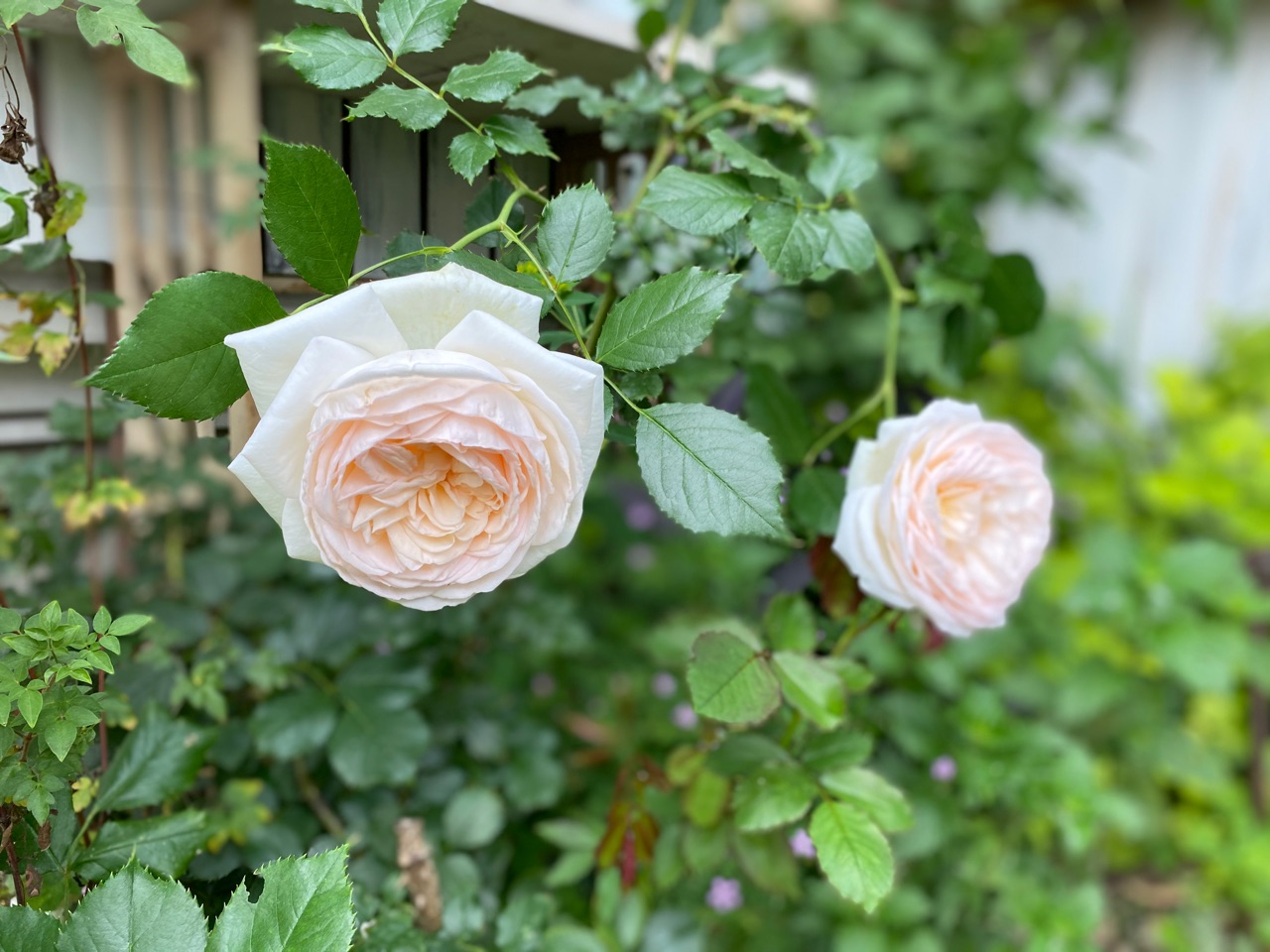 クレマチス白万重の色んな表情 恐るべしポールズ のばらのガーデニングブログ Hana And Rose Garden Powered By ライブドアブログ
