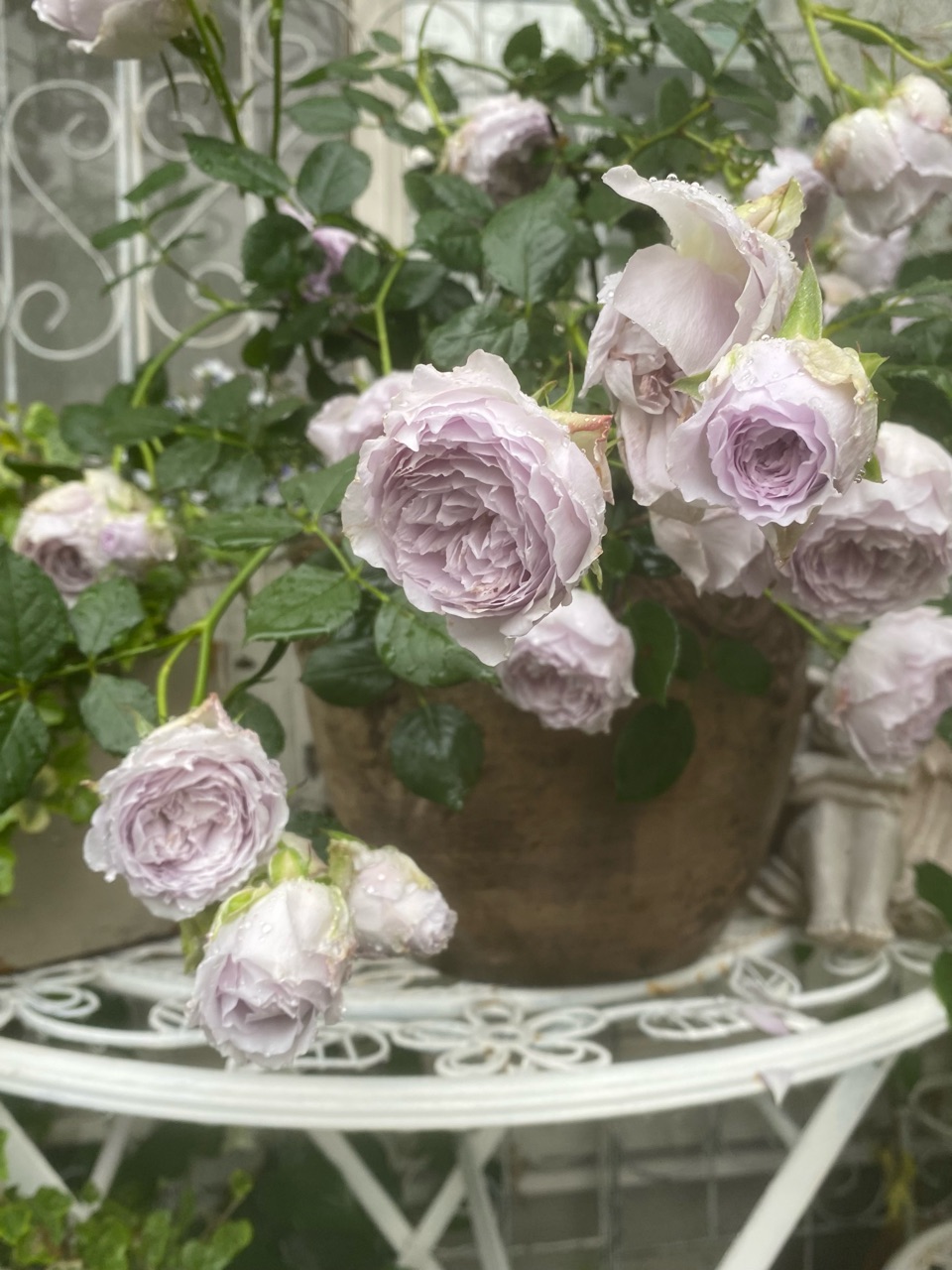 バラ】ラピスラズリ素敵以外言葉が見つかりません。花は。｜カスタード