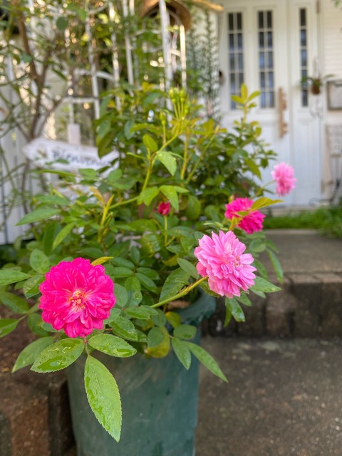 香りのあるミニバラ〝スイートチャリオット〟咲き始めました♪ : の