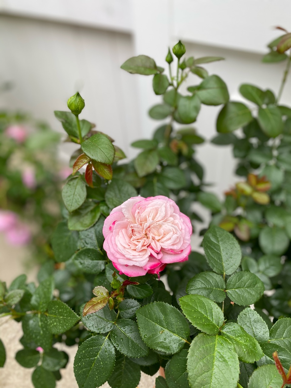 引き出し風の鉢を作ってみた パリスが咲いた のばらのガーデニングブログ Hana And Rose Garden Powered By ライブドアブログ