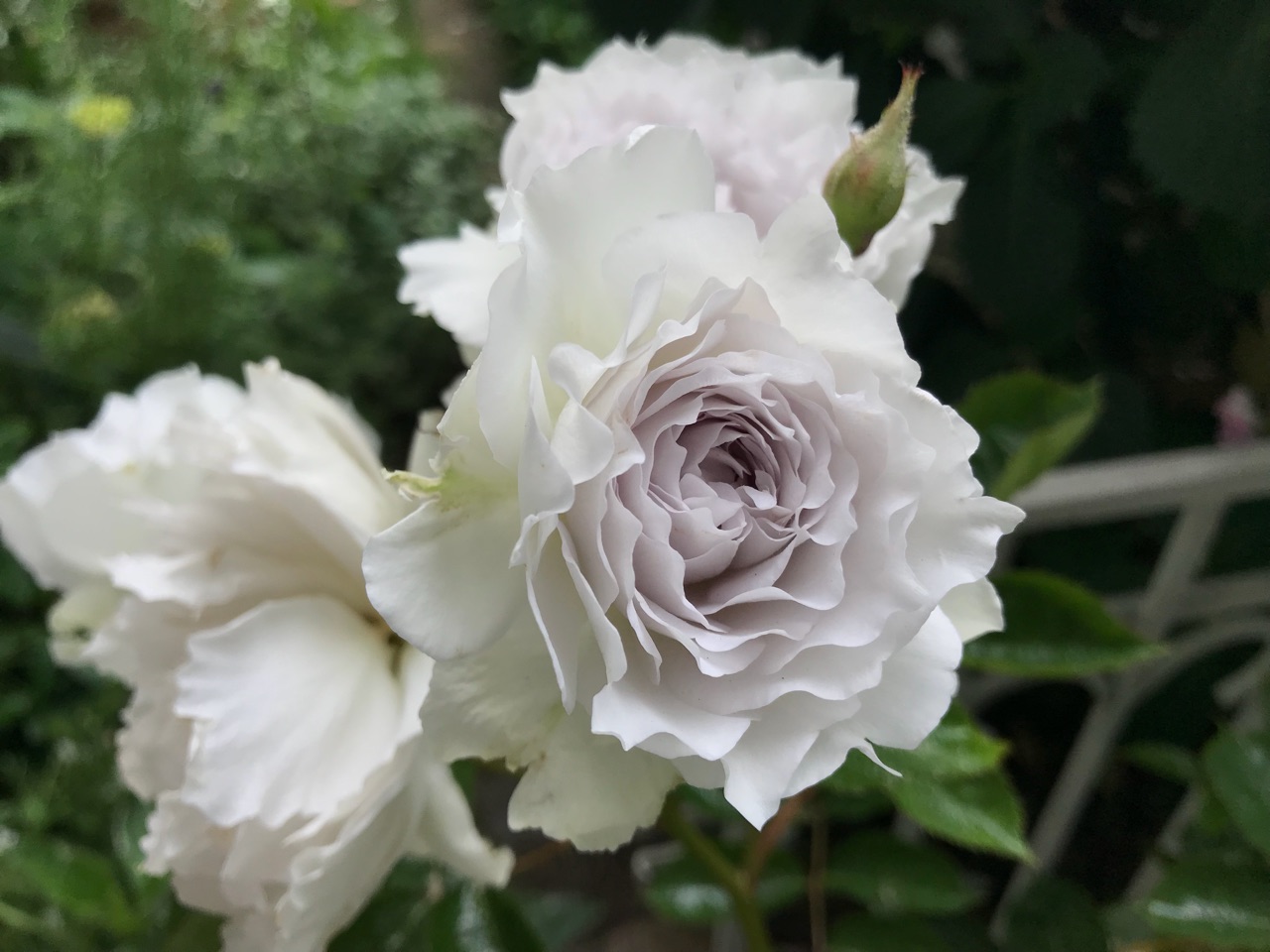 バラに夏の肥料をあげました 与える時期 肥料と活力剤の種類 のばらのガーデニングブログ Hana And Rose Garden Powered By ライブドアブログ
