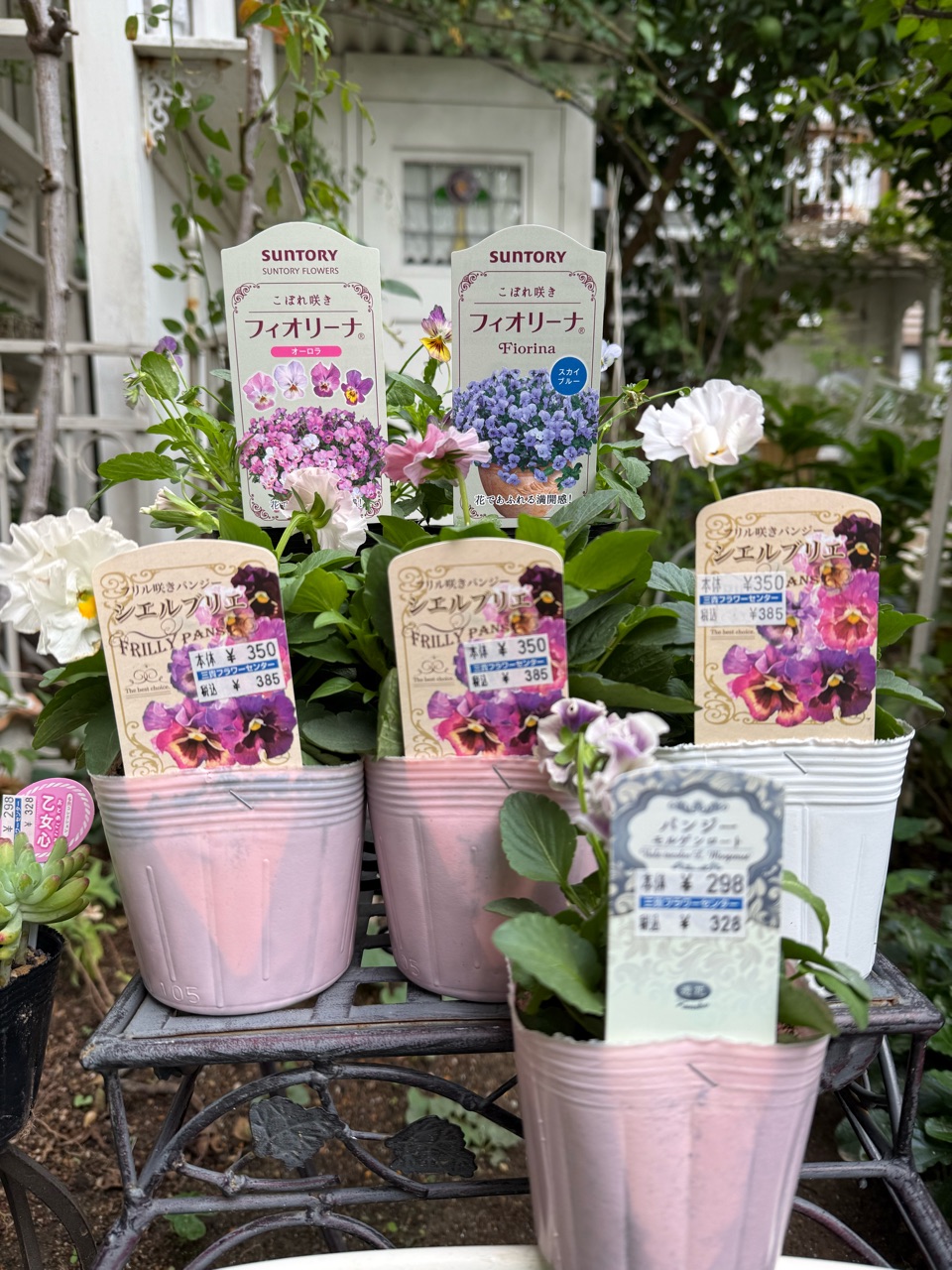 フラワー・ガーデニング Hoa 花苗も多肉も爆買いの秋｜鉢と肥料の選び方 : のばらのガーデニング