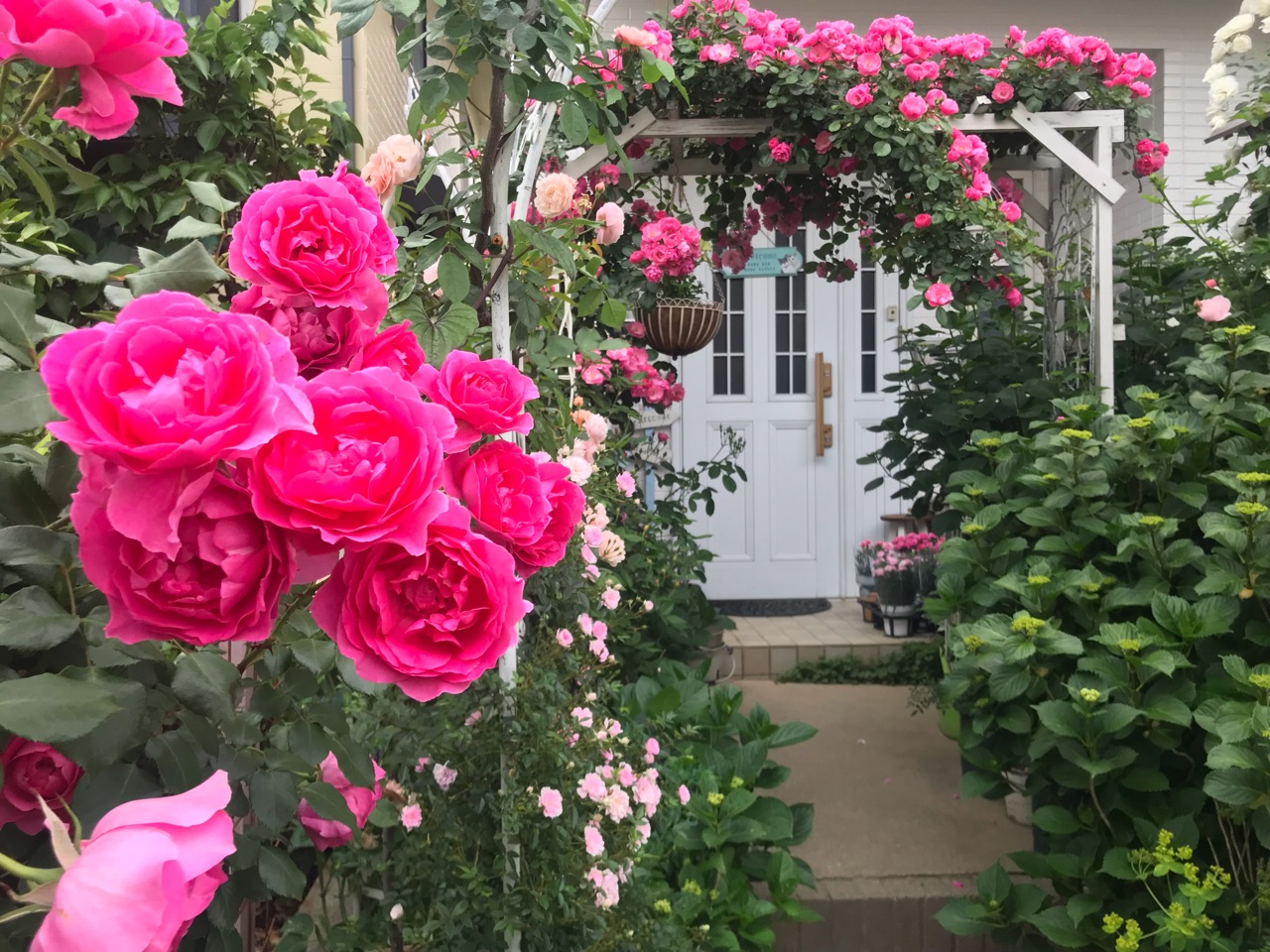 華やかなフロント パレード シーザーの競艶 のばらのガーデニングブログ Hana And Rose Garden Powered By ライブドア ブログ