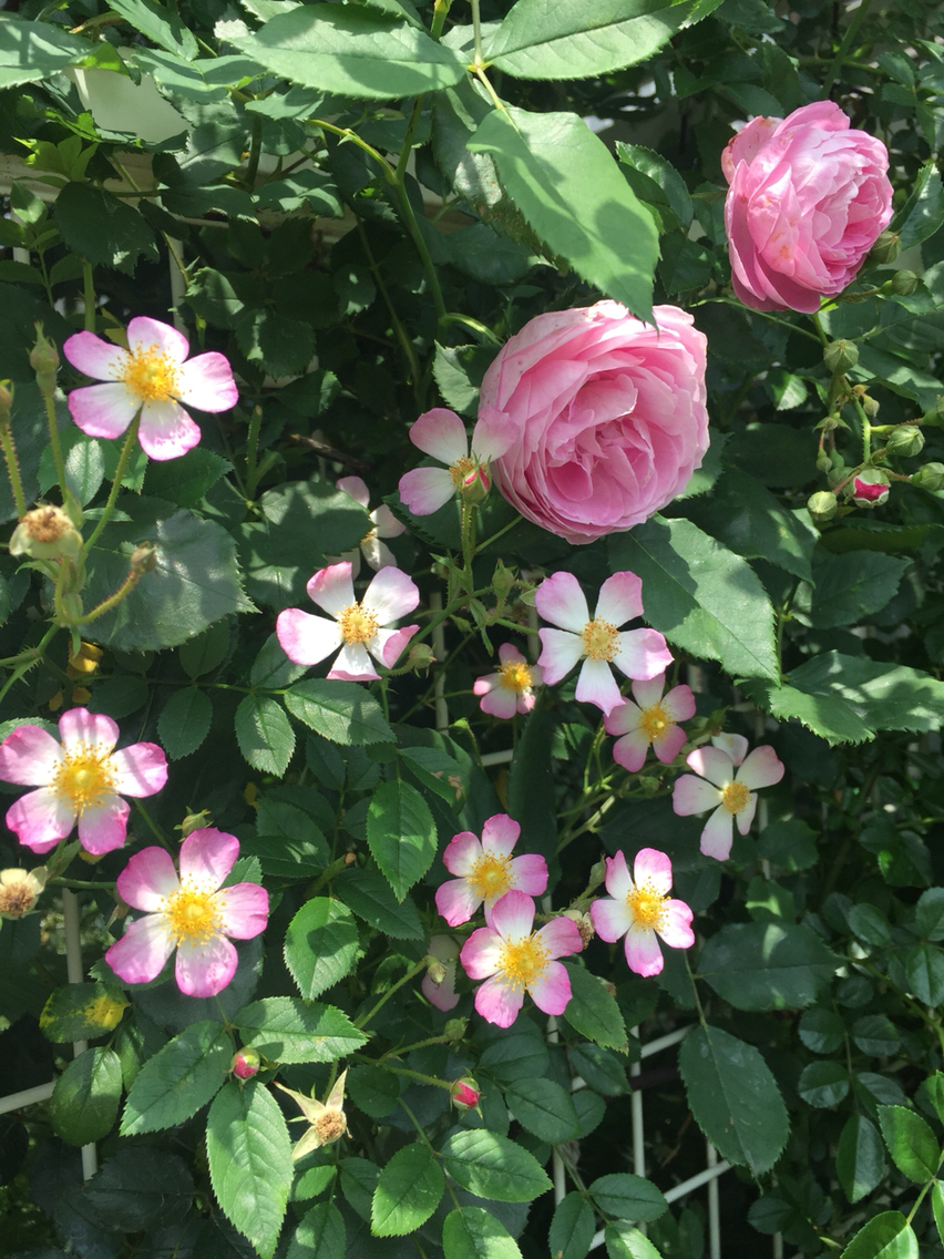 ローズヒップと高級エステパックに戸惑う犬 のばらのガーデニングブログ Hana And Rose Garden Powered By ライブドアブログ ローズヒップと高級エステパックに戸惑う犬 のばらのガーデニングブログ Hana And Rose Garden Powered By ライブドアブログ