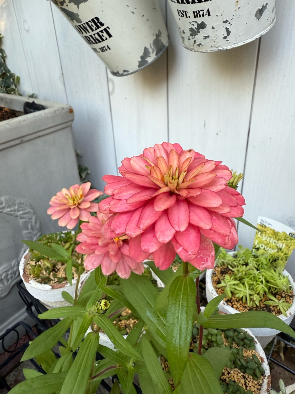 バラと合わせる草花の苗を揃える季節＆秋バラのつぼみ : のばらの