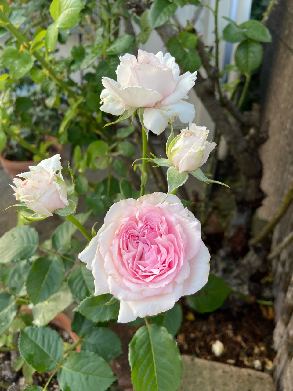 薔薇2番花エンジェルフェイス、エヴリディーチェ、ガブリエル : のばら