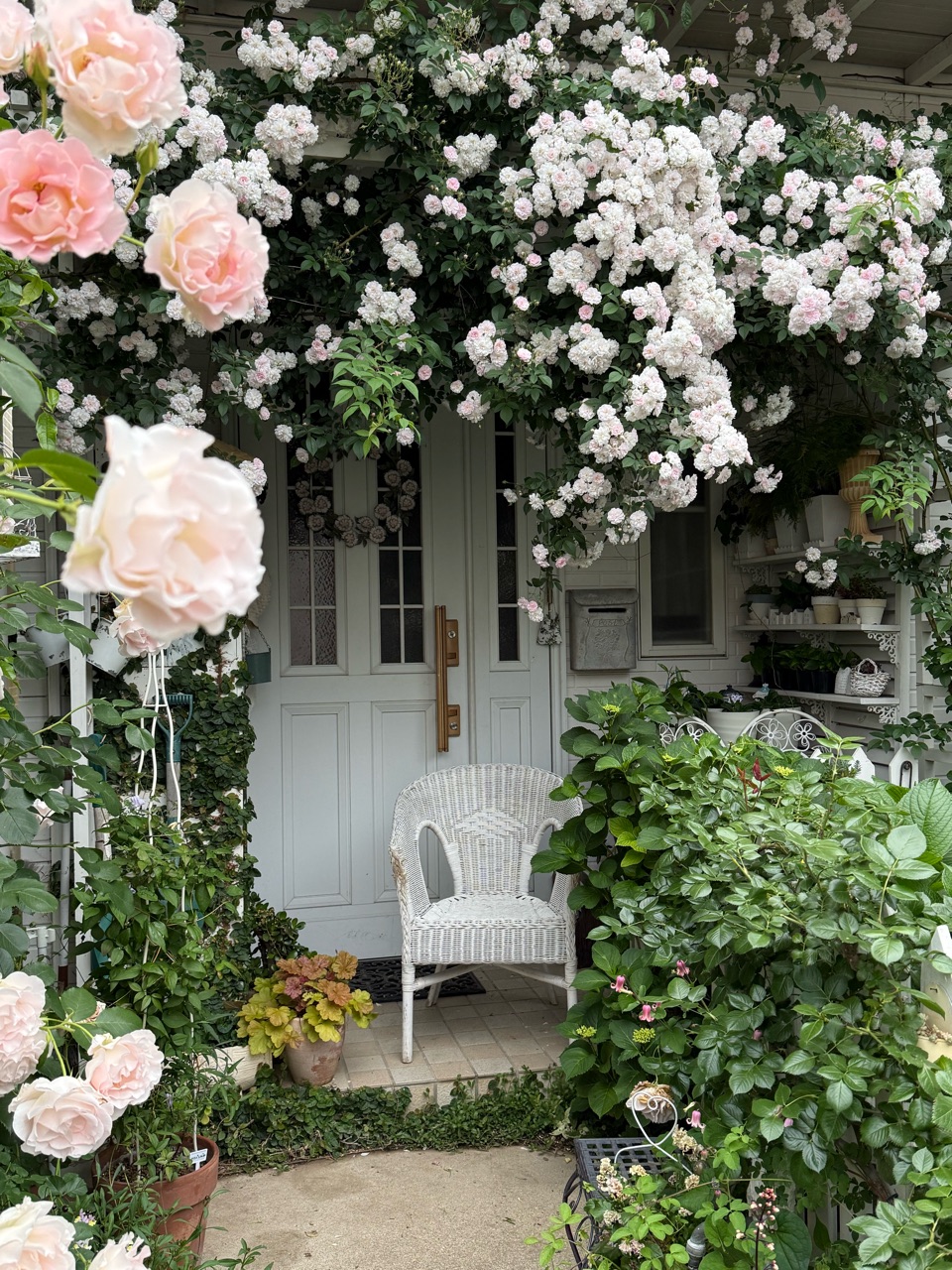 枝垂れ桜のように咲き誇るポールズヒマラヤンムスク｜夜のガーデン