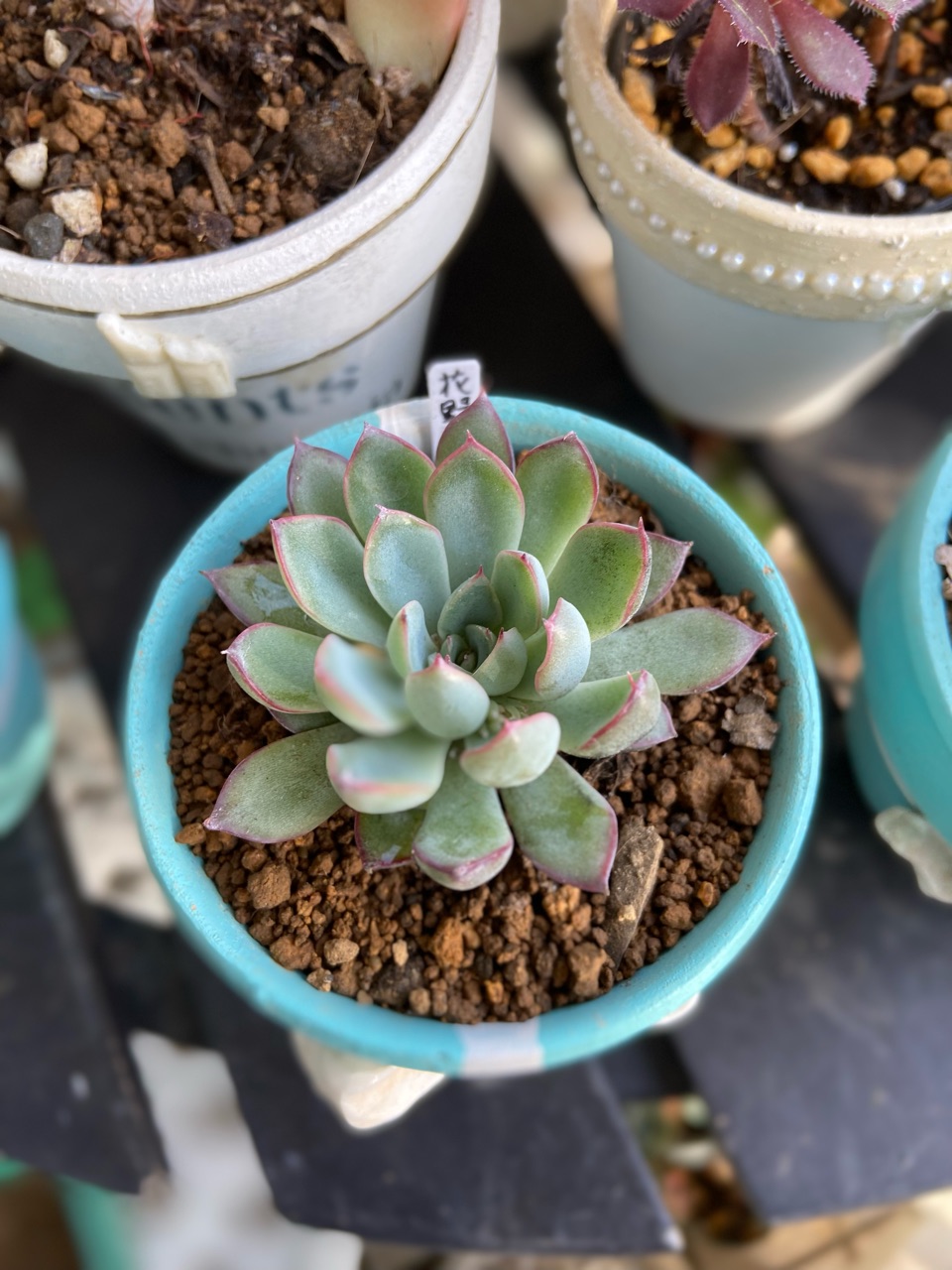 多肉】〝スカート〟と言う現象と処置「のばらの精＆花野バラ」 : の