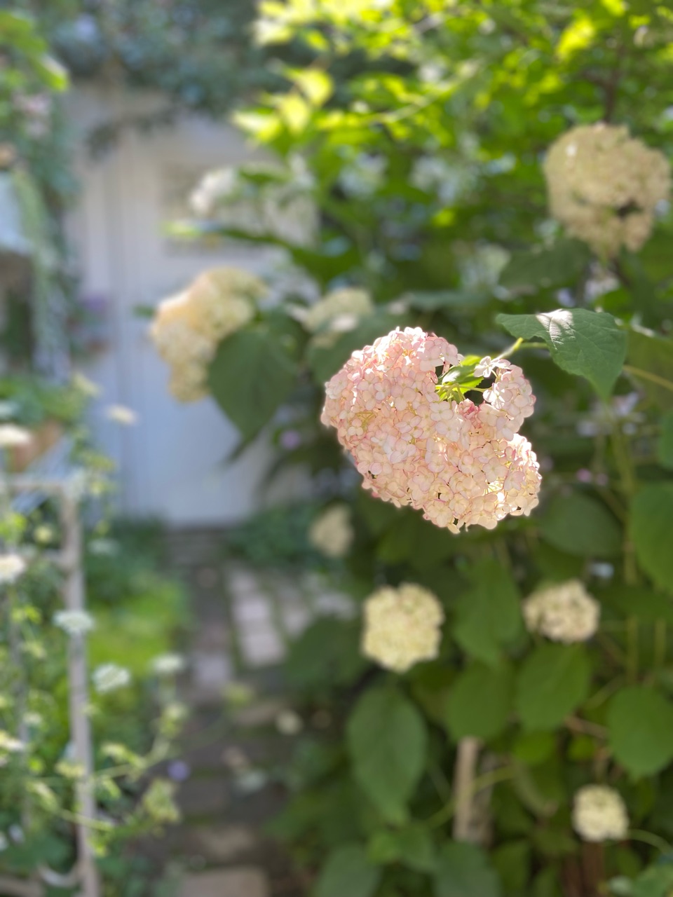 真っ赤なアナベルミニルビー＆小庭の紫陽花ラインナップ : のばらの