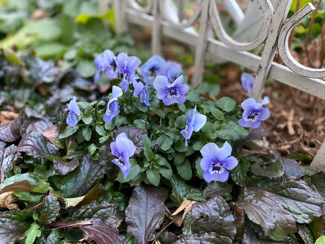 もこもこと花数が増えてきたビオラたち のばらのガーデニングブログ Hana And Rose Garden Powered By ライブドアブログ