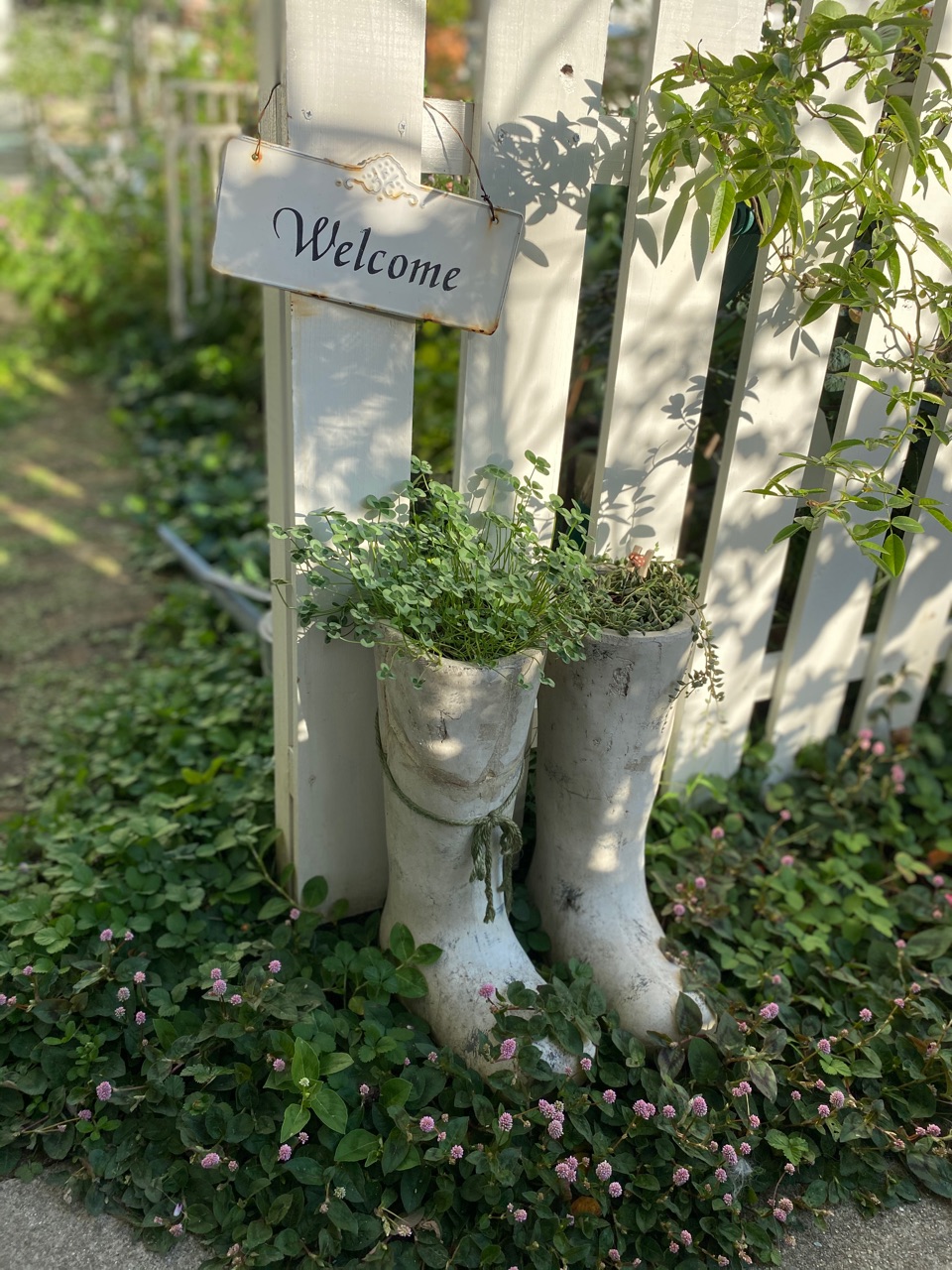 ツルヒメソバ 濃淡カラーが可愛いクローバー のばらのガーデニングブログ Hana And Rose Garden Powered By ライブドアブログ