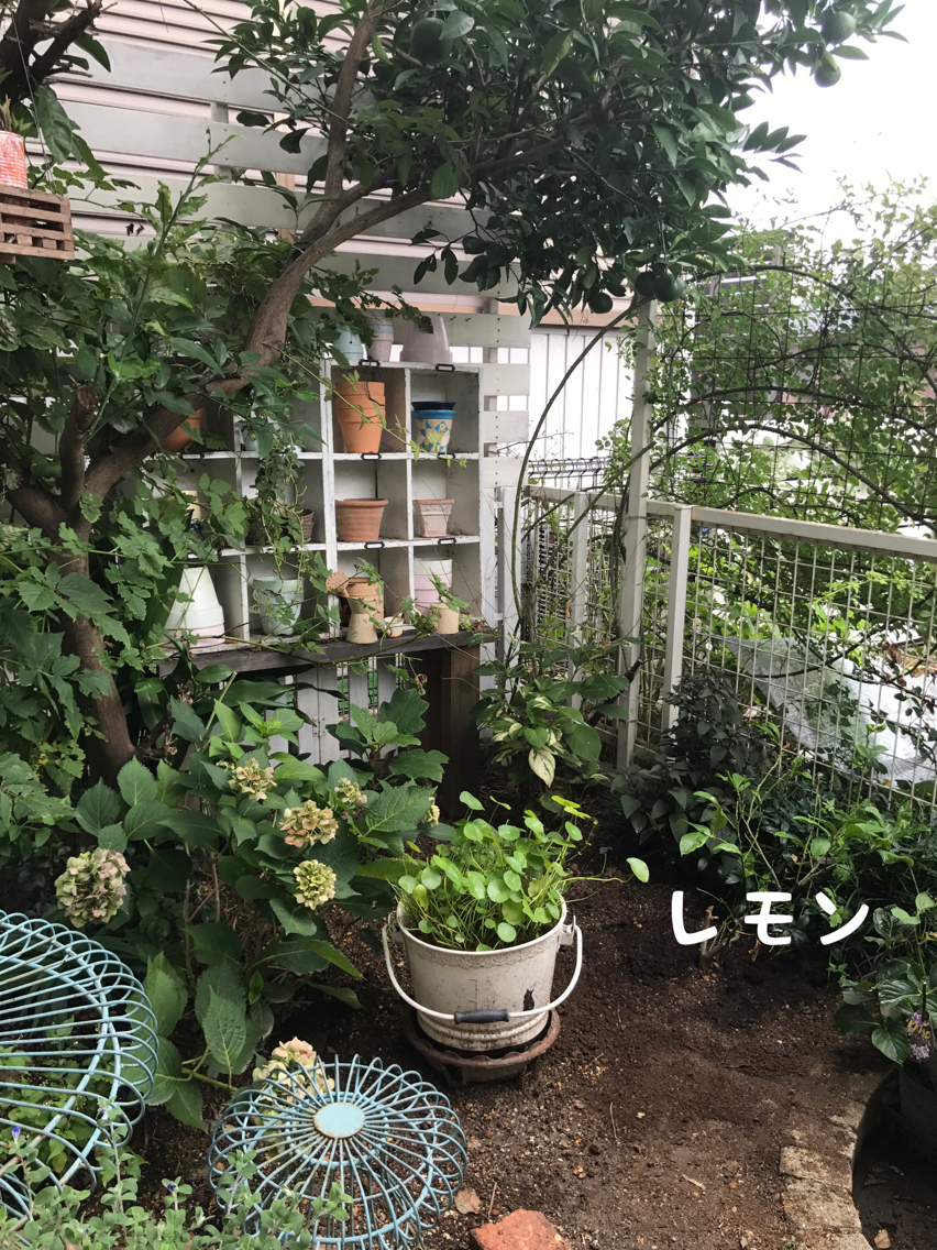 レモンの木植樹 とバラを少々 のばらのガーデニングブログ Hana And Rose Garden Powered By ライブドア ブログ