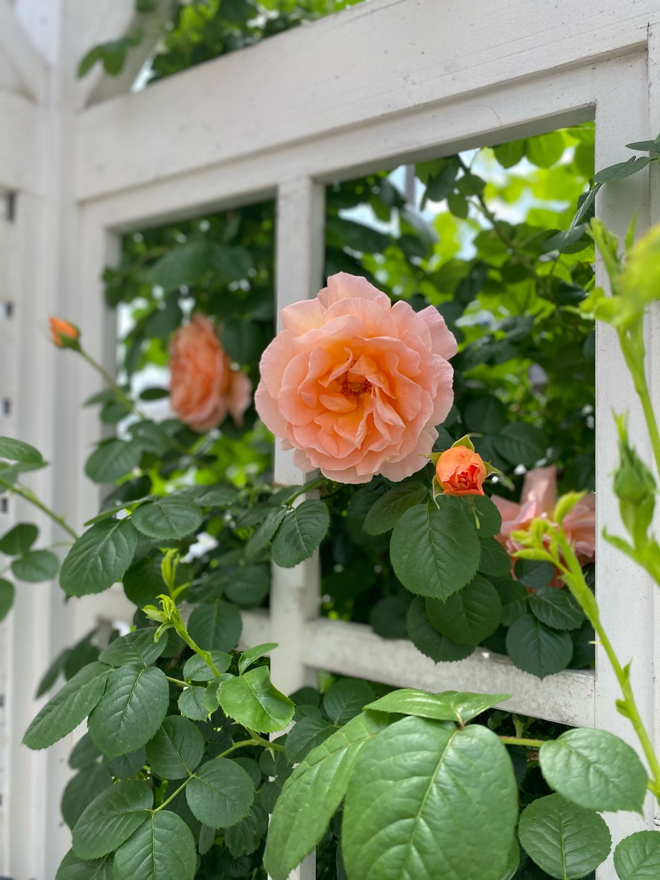 ガーデンハウスに咲くつるバラ ポルカ のばらのガーデニングブログ Hana And Rose Garden Powered By ライブドアブログ