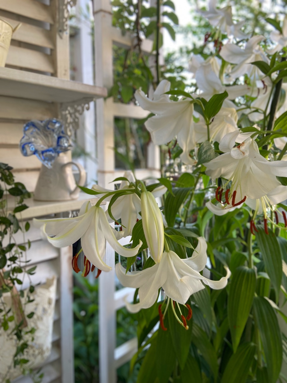 カサブランカ最後のツボミも開花|小庭に茂るリーフ : のばらの