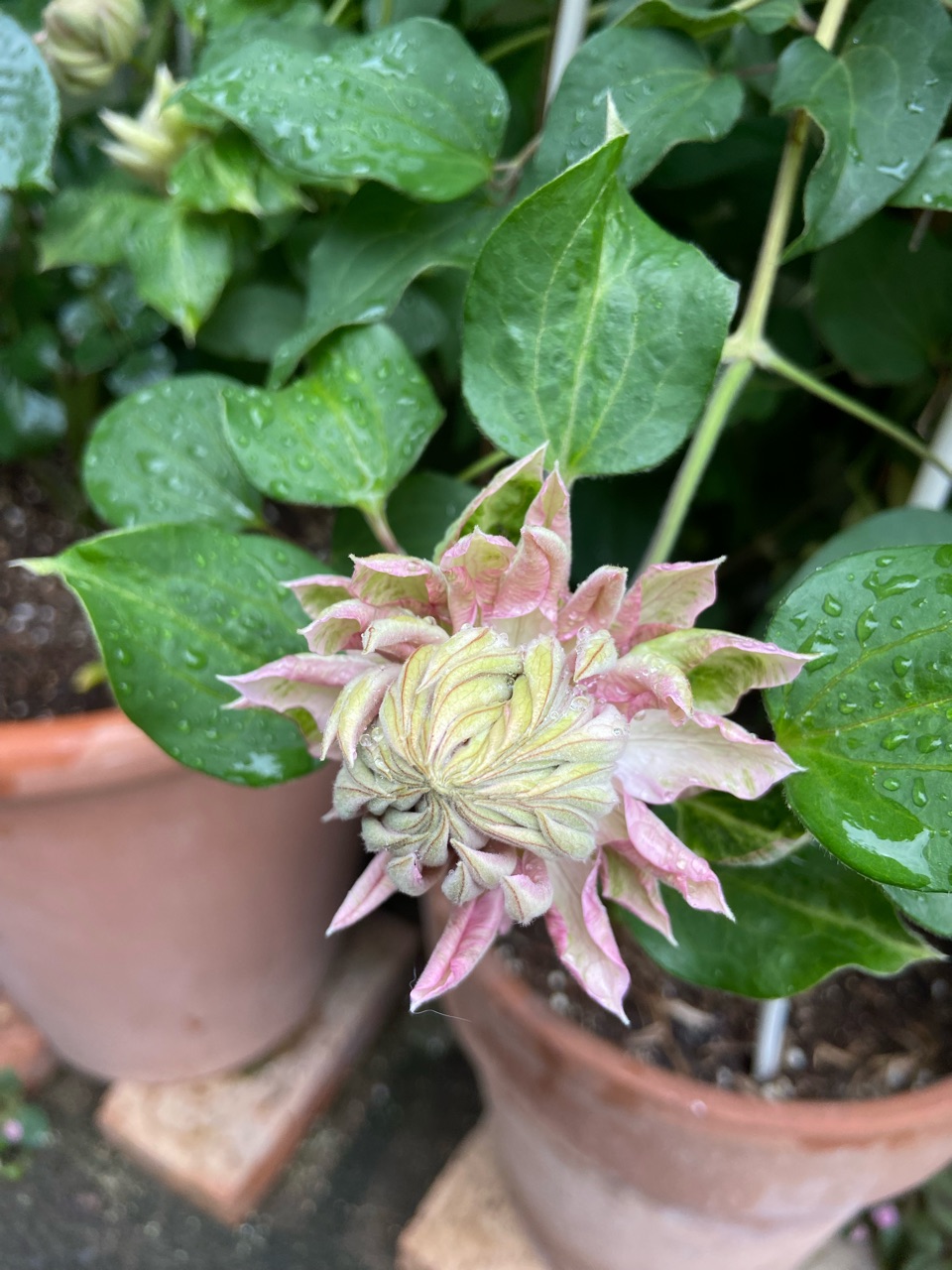 ᵔᴥᵔ)かわいいお庭♡紫陽花 八重咲き♡挿し穂♡アンティーク