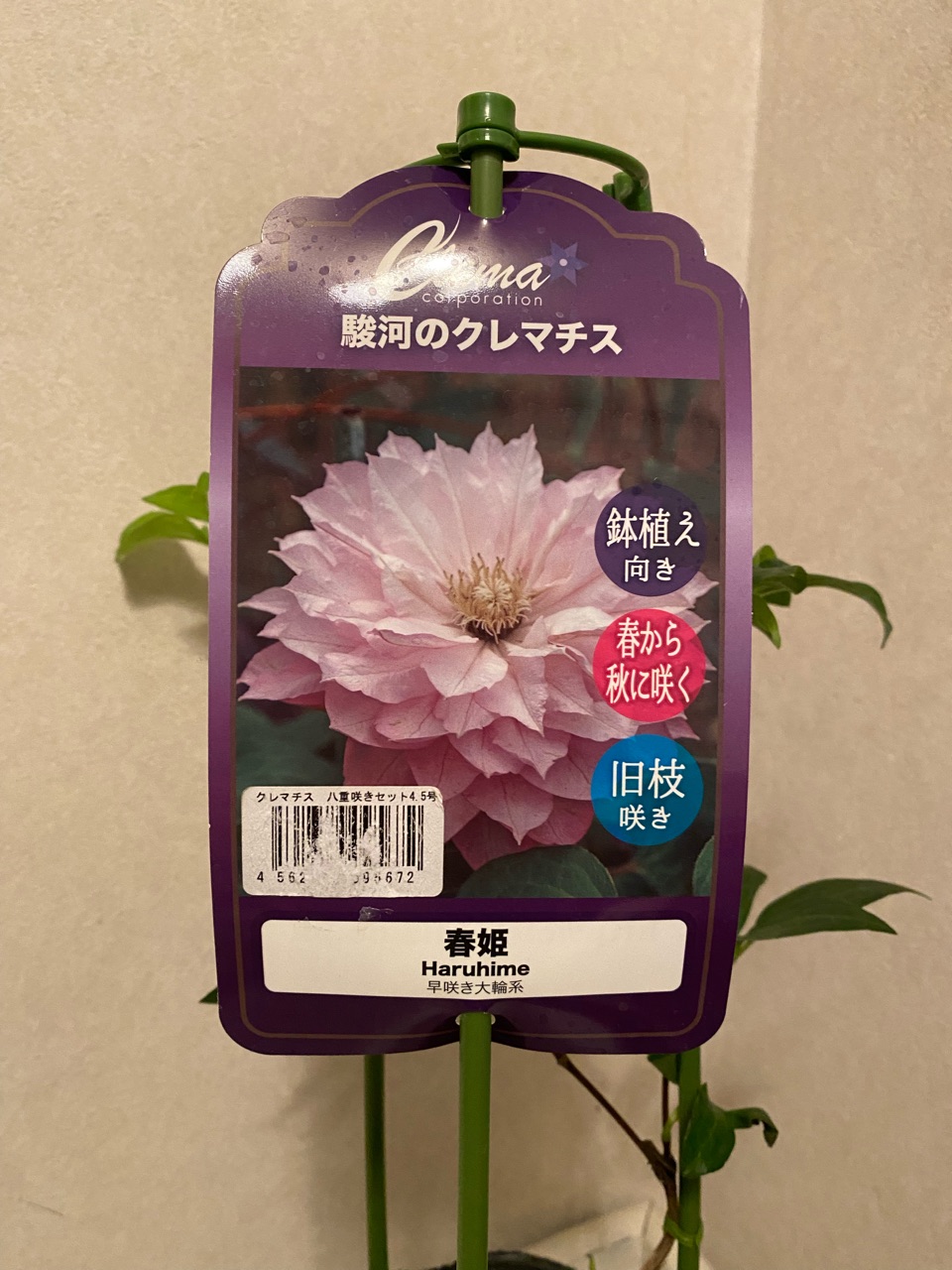 植え付け時期12月 クレマチスの苗 店頭に並んでいたので八重を2株お迎えです のばらのガーデニングブログ Hana And Rose Garden Powered By ライブドアブログ 植え付け時期12月 クレマチスの苗 店頭に並んでいたので八重を2株お迎えです のばらのガーデニングブログ Hana And Rose Garden Powered By ライブドアブログ