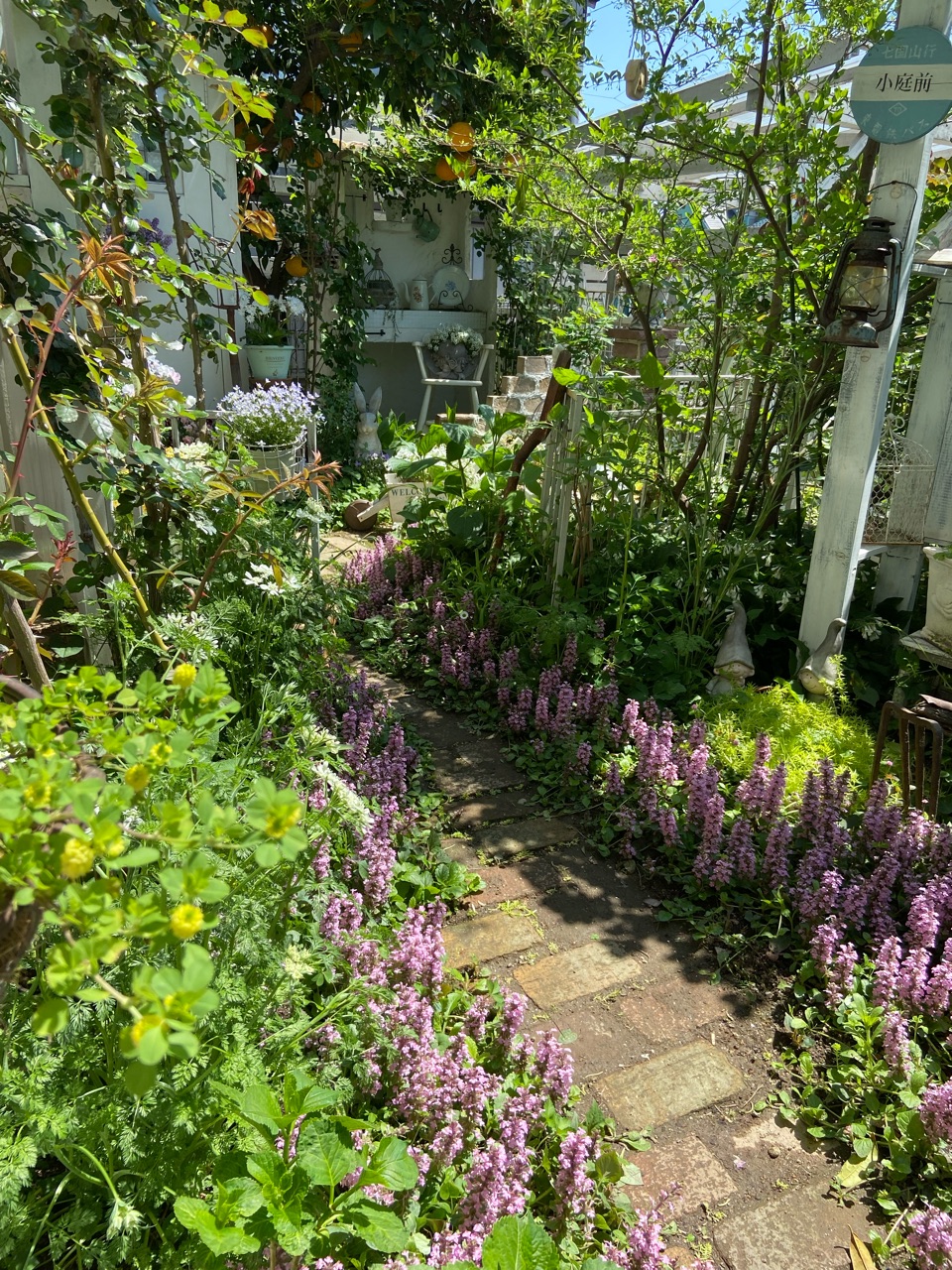 やっと会えたオダマキの花芽なのに（涙｜絶対に植えてはいけない植物