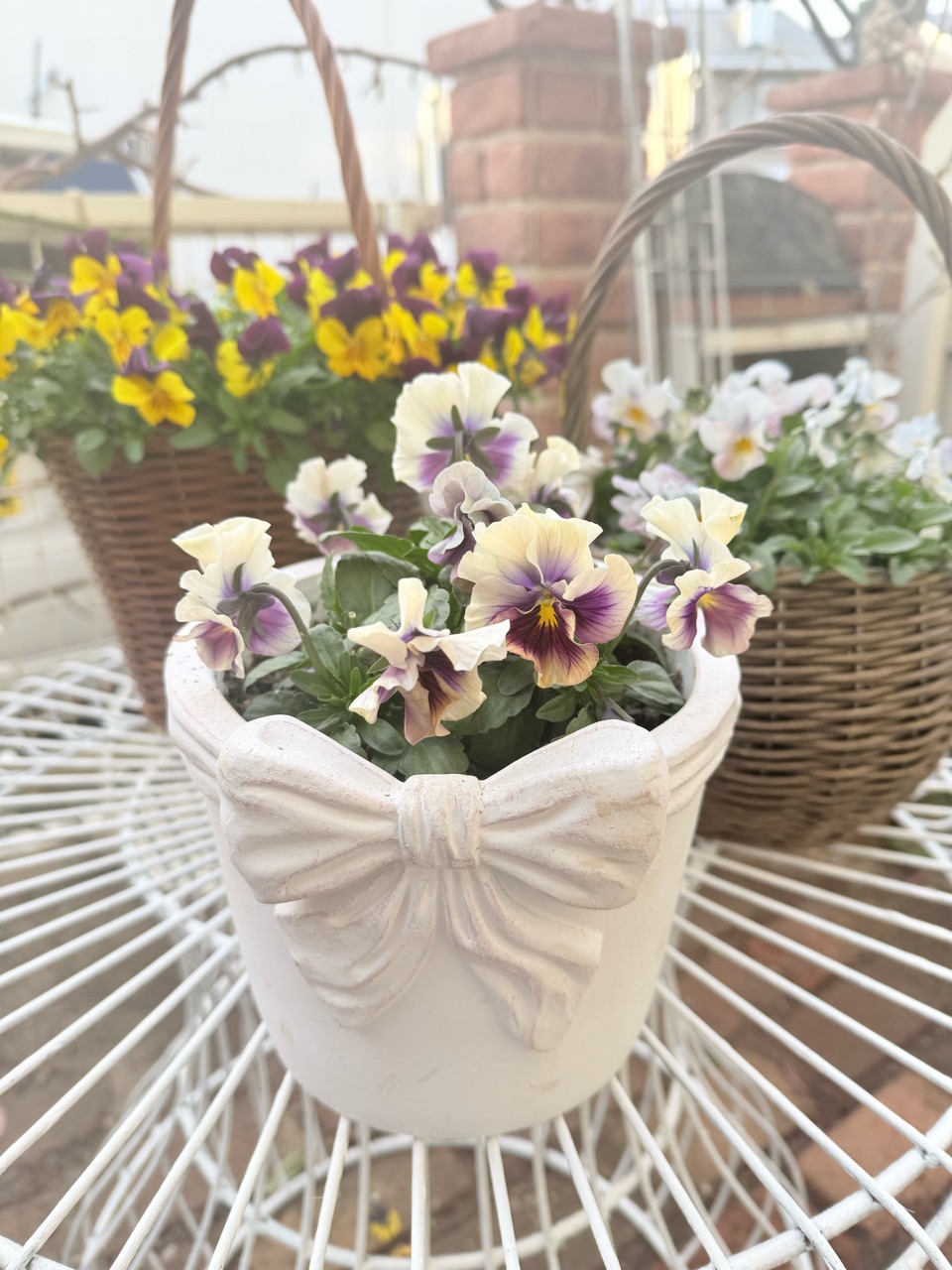 寒空にビオラ、可愛いですよﾈ♡ : のばらのガーデニングブログ Hana