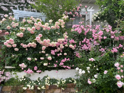 ミニバラ】レンガの花壇の爽やかカラーのグリーンアイスが咲き始めまし
