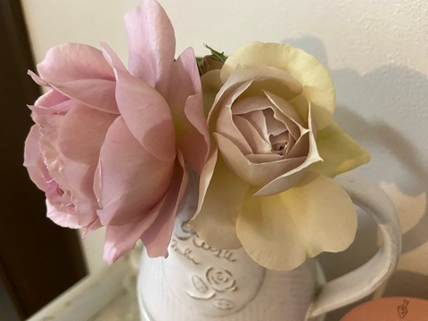 バラ 大苗 ルクソール ロサオリエンティス 正規品 開花予定株