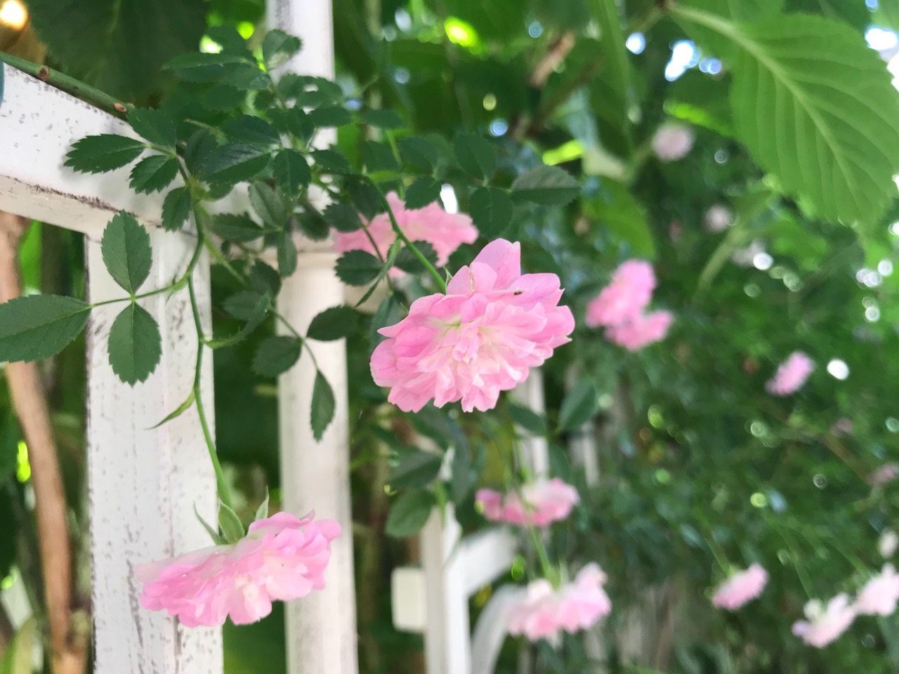 舞姫 アンティークなホワイトフェンスに咲くベビーピンクのお姫様 のばらのガーデニングブログ Hana And Rose Garden Powered By ライブドアブログ