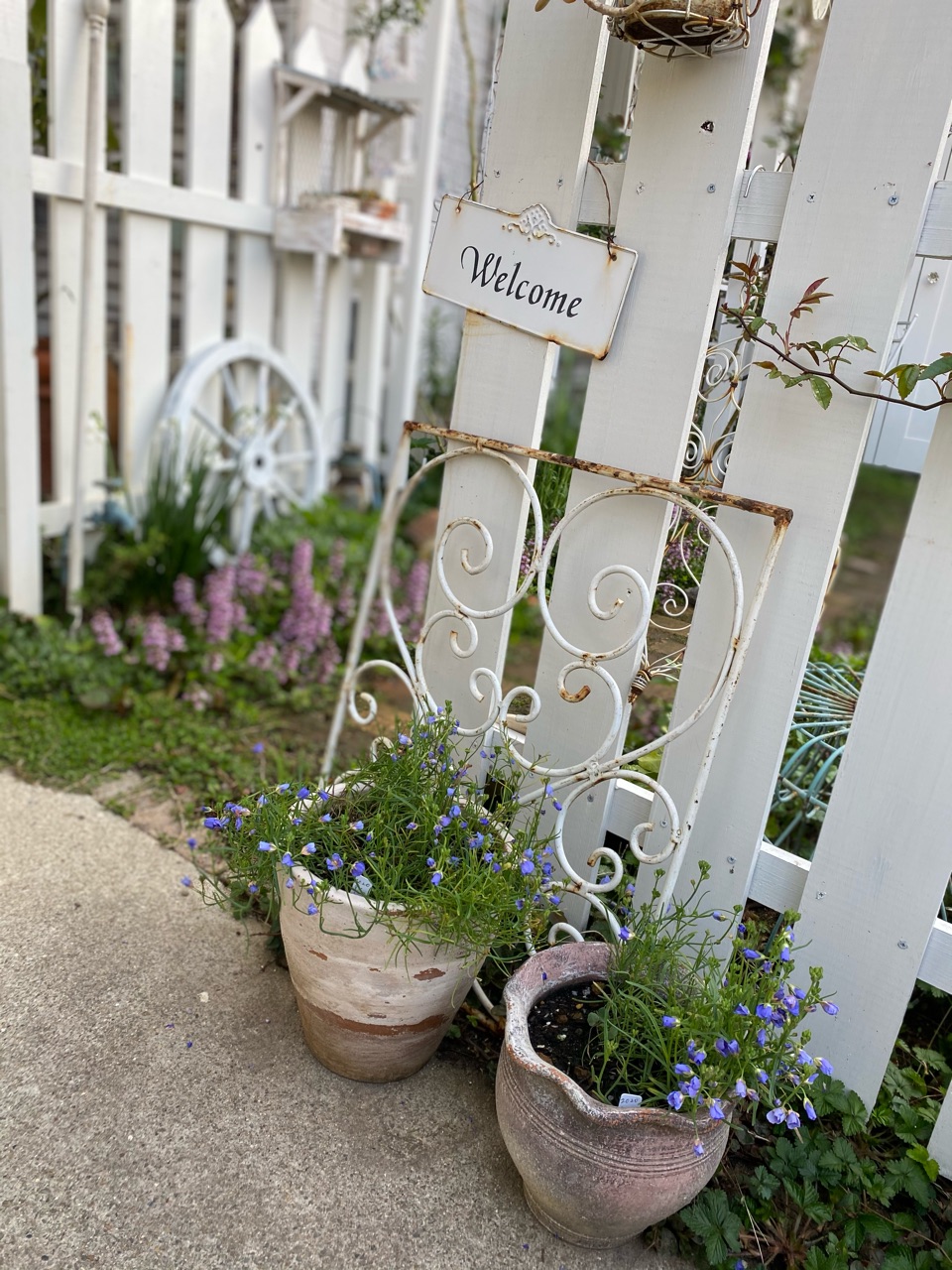 置くだけでオシャレな小庭に アインフェンス のばらのガーデニングブログ Hana And Rose Garden Powered By ライブドアブログ