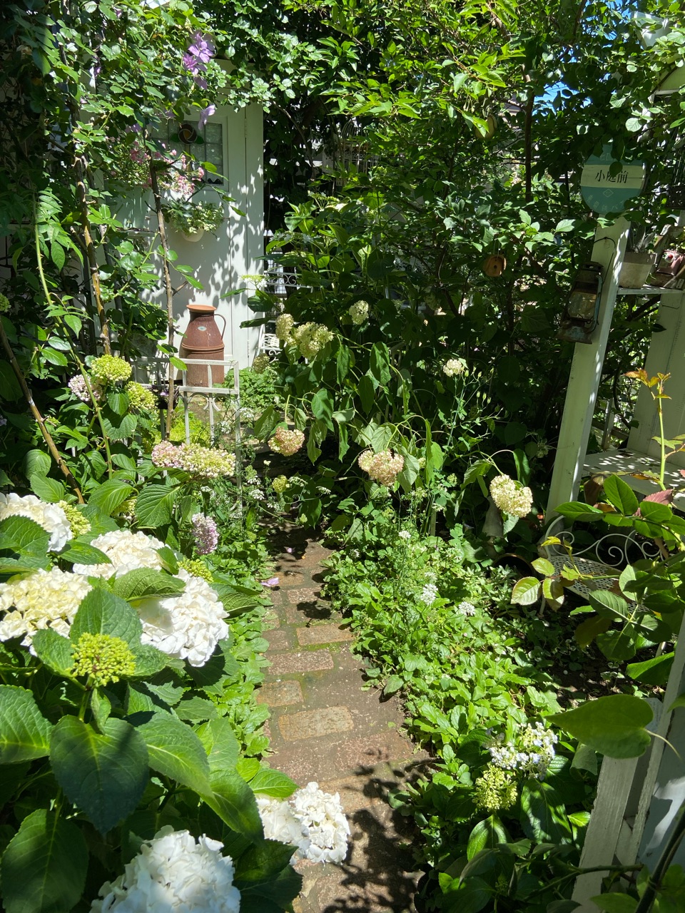 ☆紫陽花さま専用☆ 紫陽花「万華鏡」無事ブルーで咲きました！紫陽花の色を左右するph