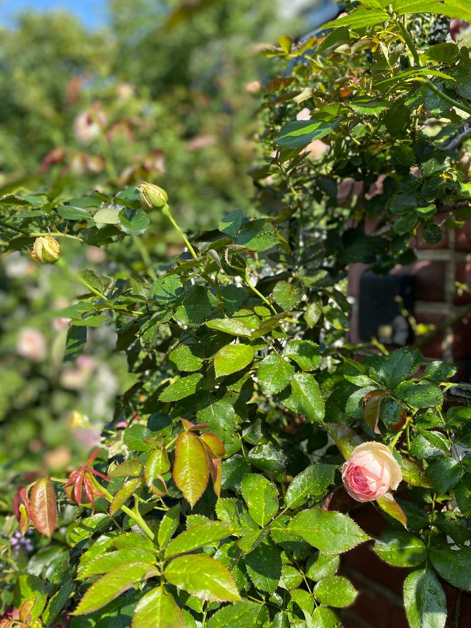バラ ピエールドゥロンサールの2番花 よく咲くバラ 育て方の去年との違いは 機能的でオシャレな作業着が欲しい のばらのガーデニングブログ Hana And Rose Garden Powered By ライブドアブログ バラ ピエールドゥロンサールの2番花 よく咲くバラ 育て方の去年との違いは 機能的でオシャレな作業着が欲しい のばらのガーデニングブログ Hana And Rose Garden Powered By ライブドアブログ