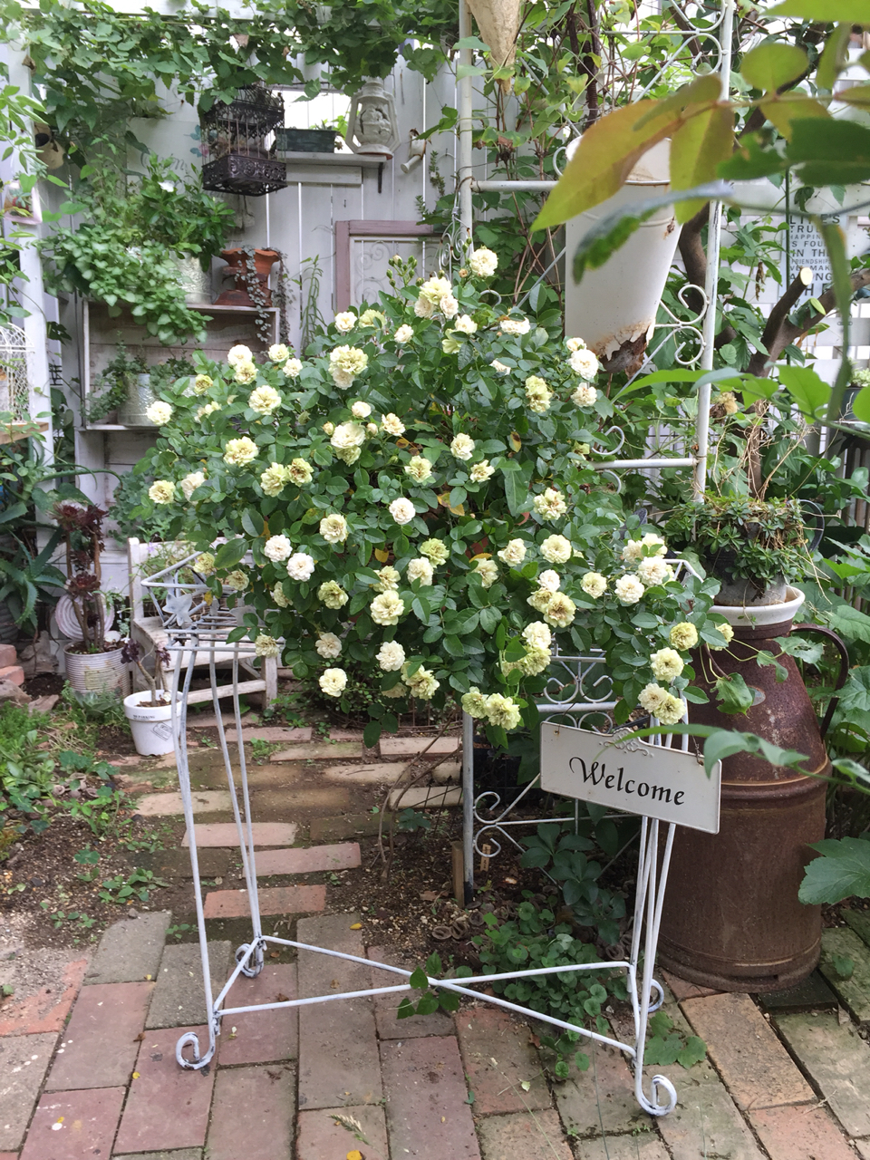 グリーンアイス 検証 のばらのガーデニングブログ Hana And Rose Garden Powered By ライブドアブログ