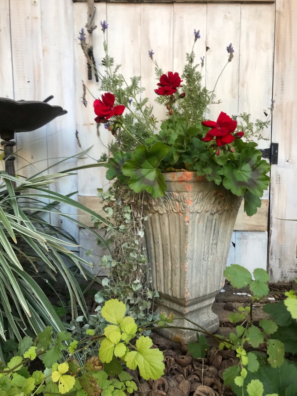 真っ赤なゼラニウムとラベンダーの寄せ植えが良い感じになりました のばらのガーデニングブログ Hana And Rose Garden Powered By ライブドアブログ