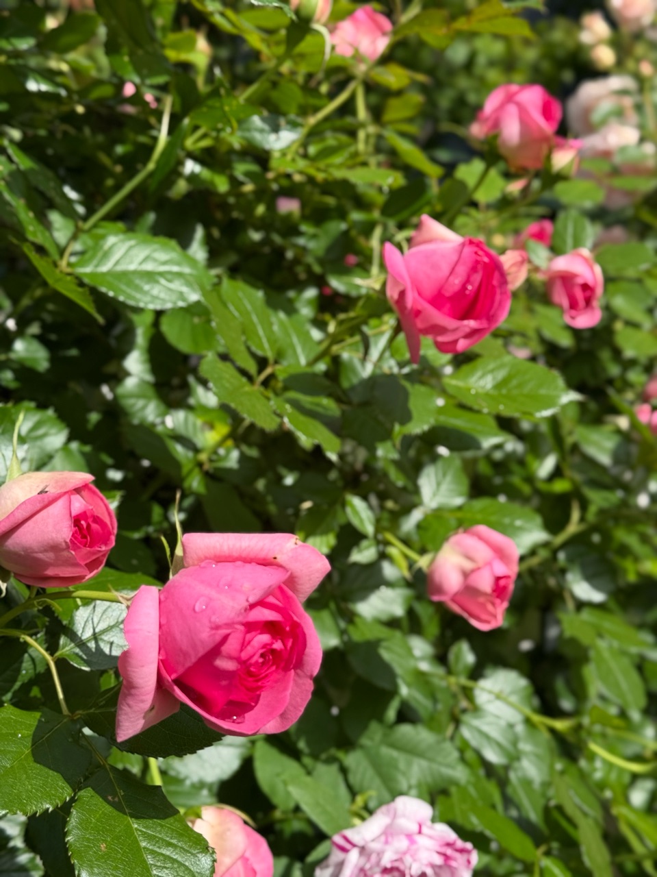 小さな壁面のつるバラたち〜バリエガータディボローニャ、ルポール