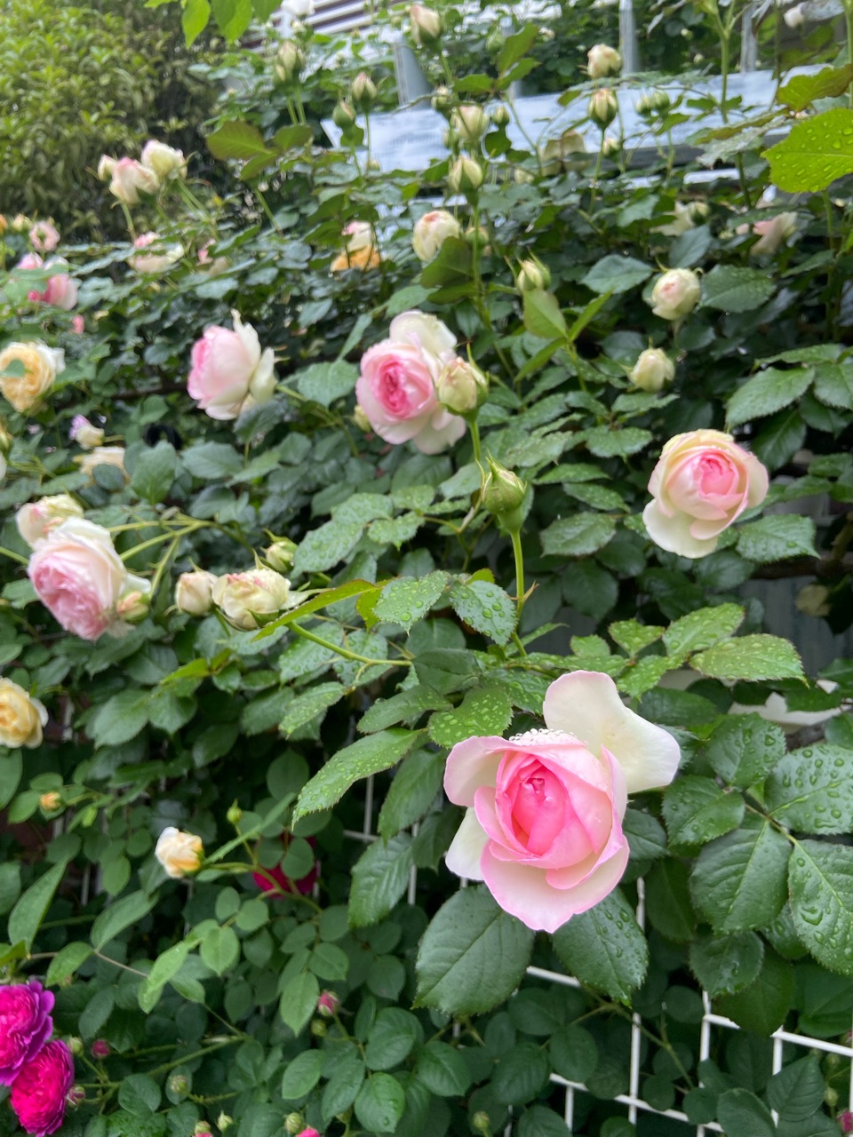 *薔薇と楽しむ樹木〜バラと同じ時期に花が咲く木〜 : のばらのガーデニングブログ Hana and Rose Garden+ Powered ...