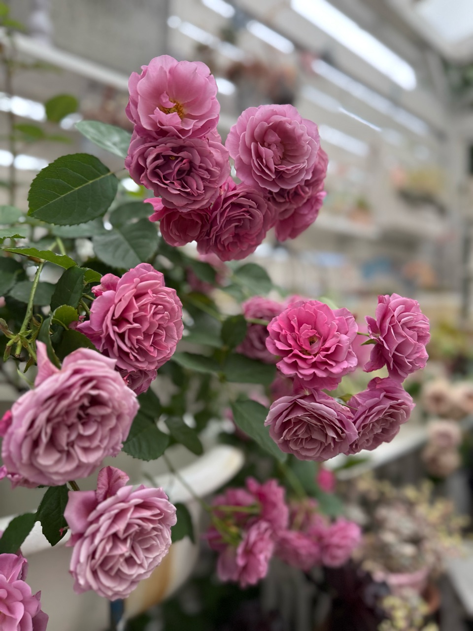 和バラ〝あおい 〟の実力｜特養から今頃はがきが届いた : のばらの