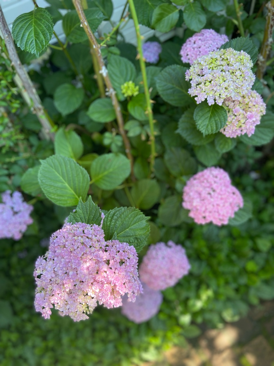 紫陽花（あじさい）とアナベル ホームページ制作 京都 ファン