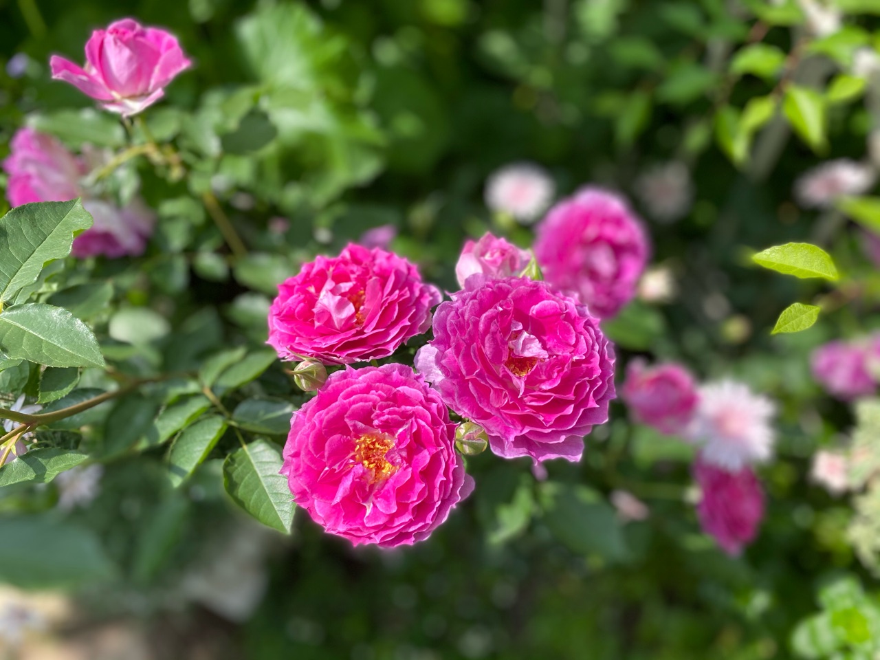 小さな庭のバラと草花 シェエラザード のばらのガーデニングブログ Hana And Rose Garden Powered By ライブドアブログ