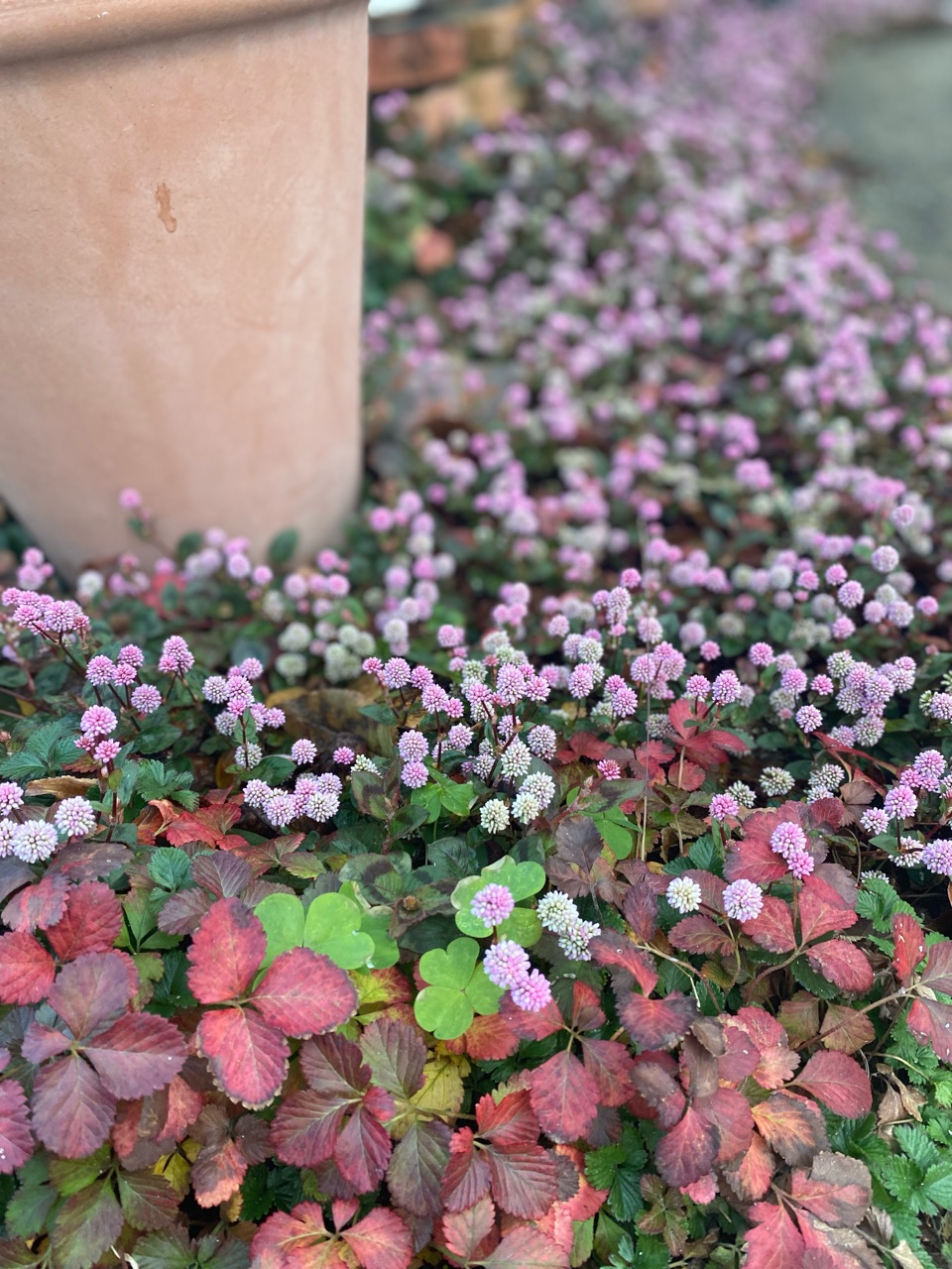 冬に花が広がる貴重なグランドカバー 白いポリゴナム のばらのガーデニングブログ Hana And Rose Garden Powered By ライブドアブログ