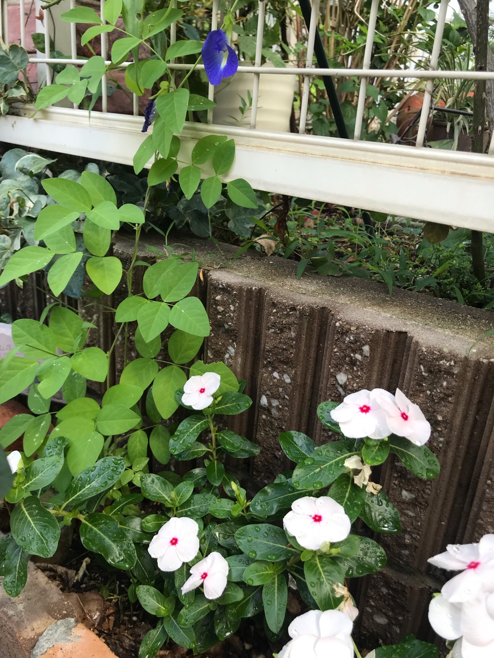 種と青いお茶 ジュズバニラの種とチョウマメのお茶 のばらのガーデニングブログ Hana And Rose Garden Powered By ライブドアブログ