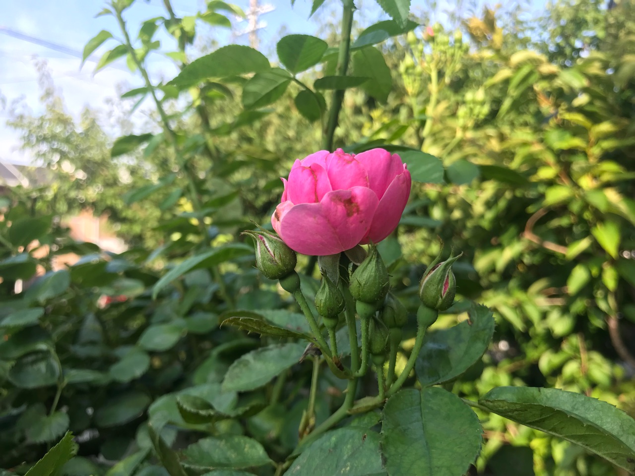 アンジェラとパレード返り咲く 黒点病と黒点病の被害 のばらのガーデニングブログ Hana And Rose Garden Powered By ライブドアブログ アンジェラとパレード返り咲く 黒点病と黒点病の被害 のばらのガーデニングブログ Hana And Rose Garden Powered By ライブドアブログ