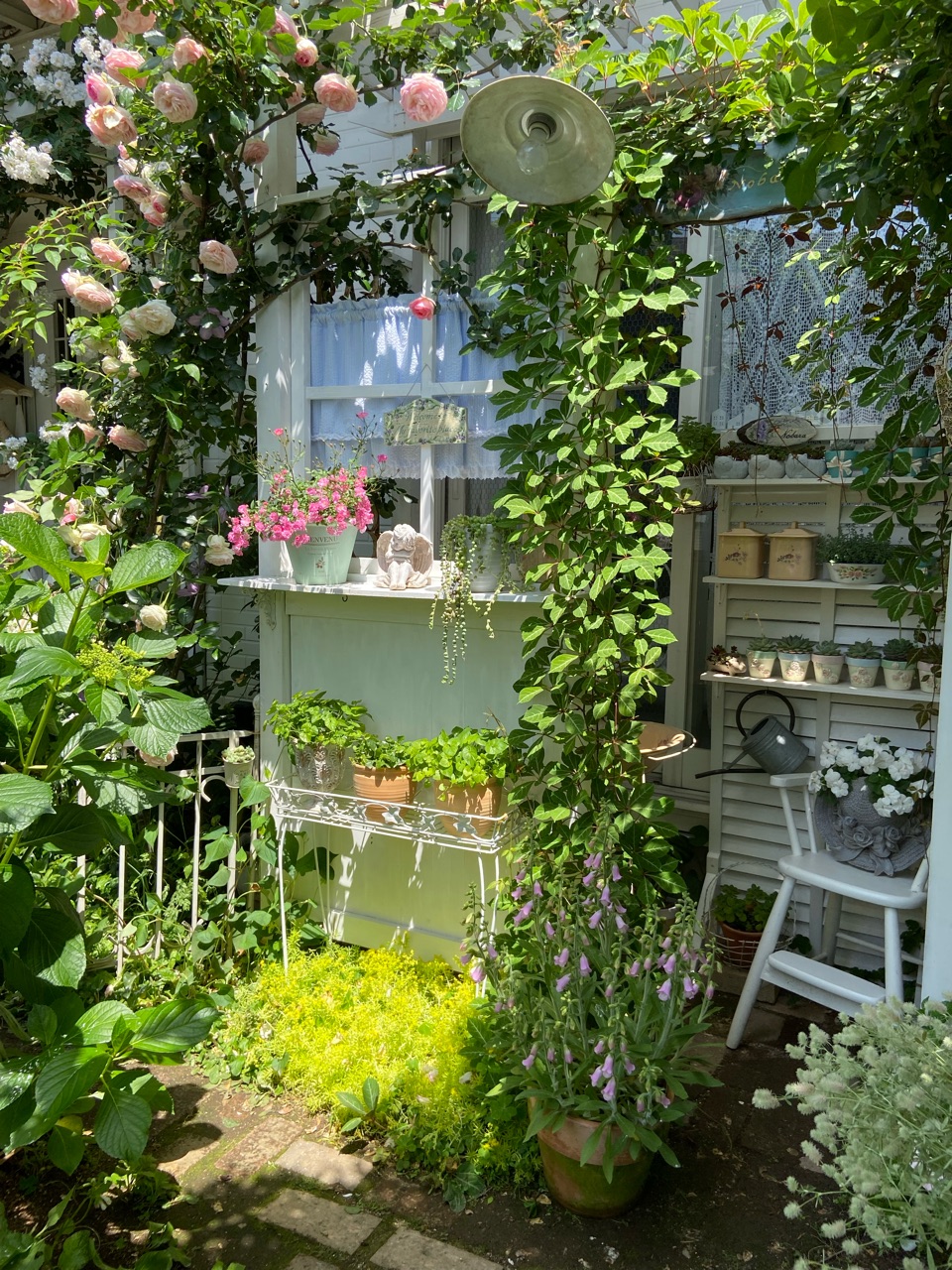 パーゴラ小屋ツタを這わせて良かった点＆日陰で綺麗に咲く 