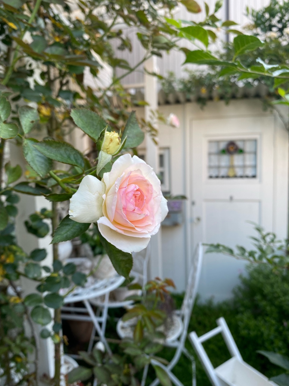優しく咲く淡い色の花…レイニーブルーとエキナセア : のばらの